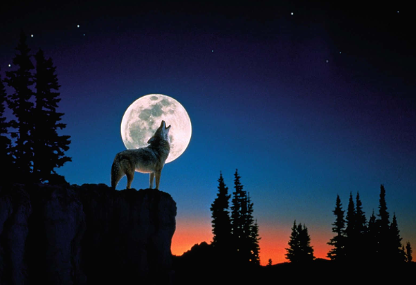 Wolf Moon: January Full Moon Lore & Ritual