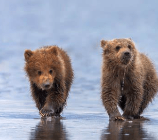 A Bear Day Tribute for the Guardians of the Wild