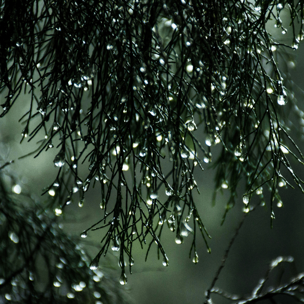 Rainwater Rituals: Using Spring Showers in Spellwork