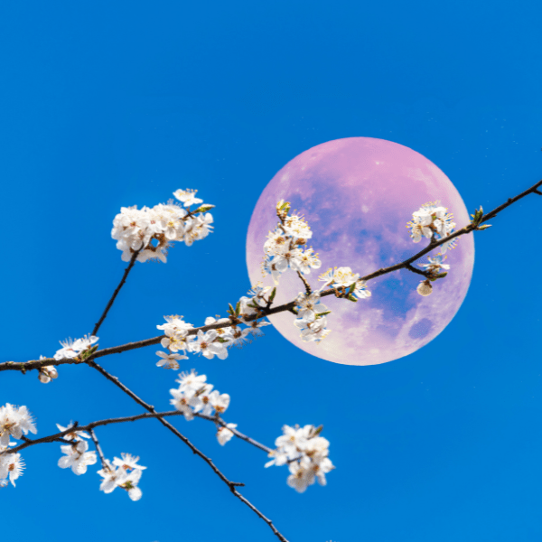 April Full Moon: Magic Under the Pink Moon