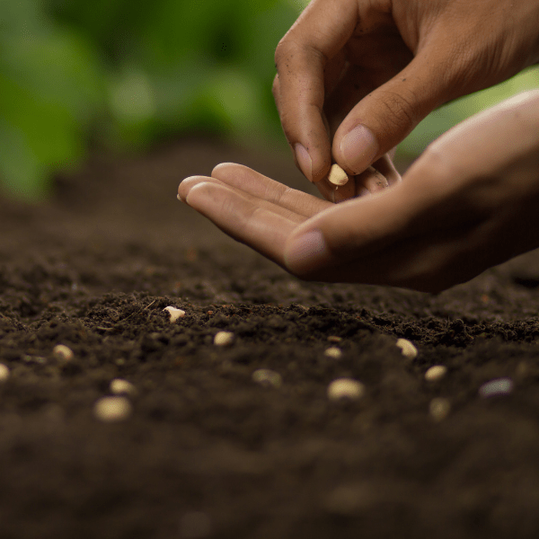 Seed Magic: Planting Intentions