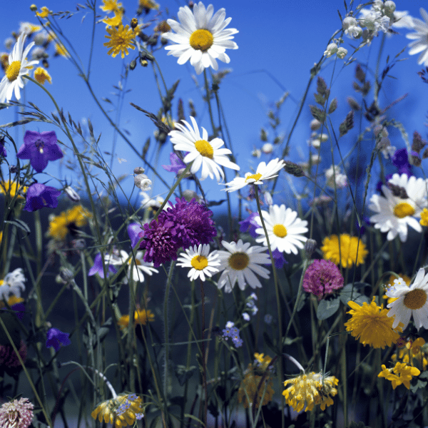 Wildflower Guide for Your Summer Grimoire