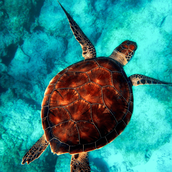 Turtles: Spirits of the Divine Feminine