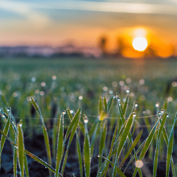 Morning Dew Magic: Nature’s Sacred Elixir
