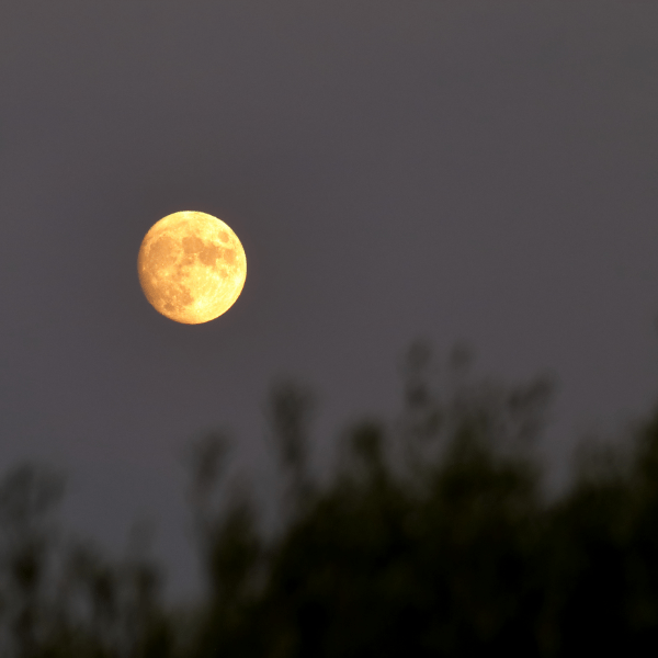 August Full Moon: Spell Jar for the Sturgeon Moon