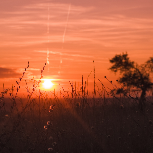 Autumn Equinox: Rooted & Ready Before the Veil Thins