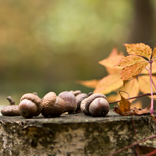 Foraging & Folklore: Fall Treasures
